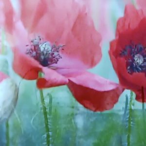 Poppy photo