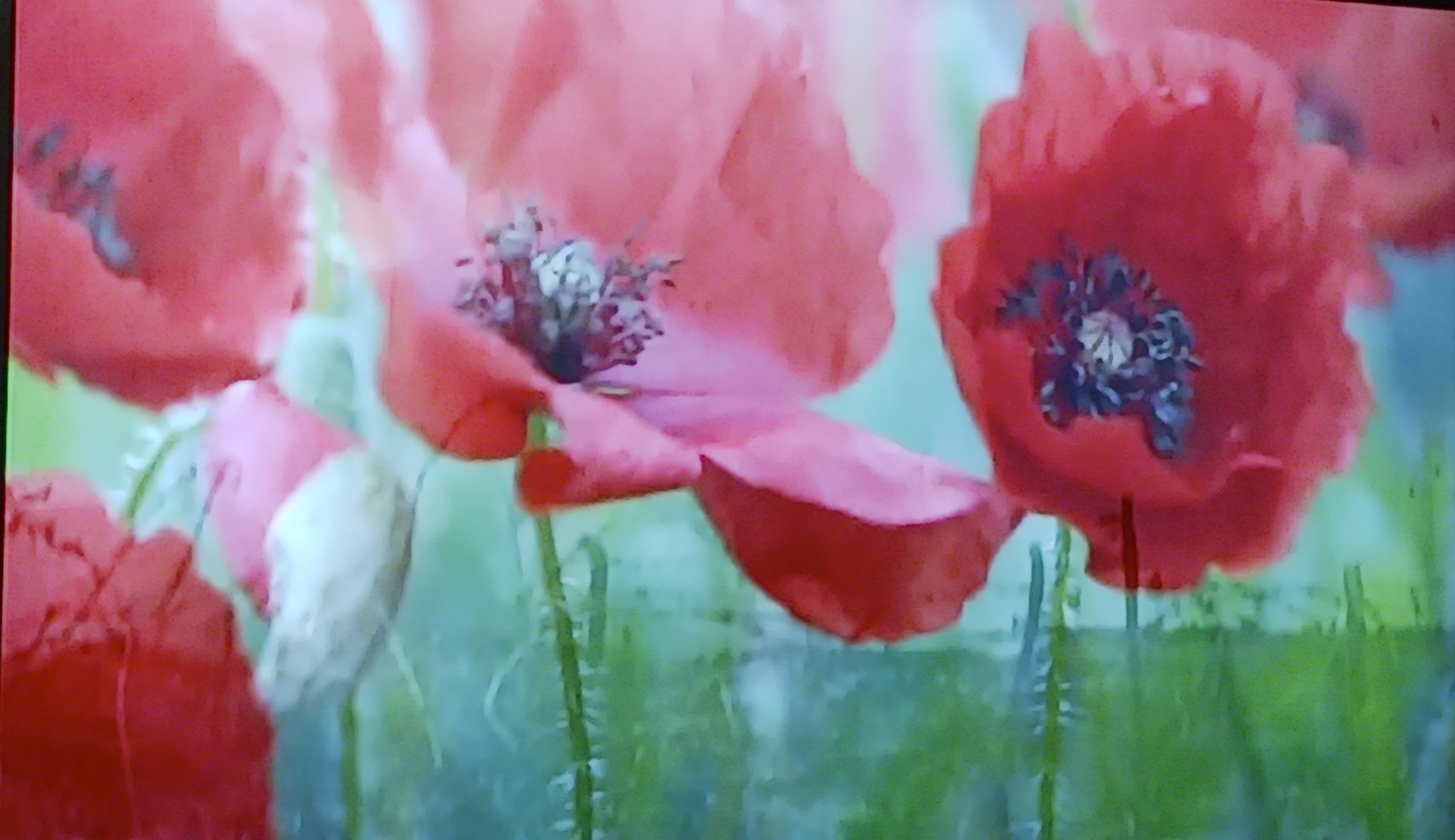 Poppy photo